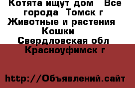 Котята ищут дом - Все города, Томск г. Животные и растения » Кошки   . Свердловская обл.,Красноуфимск г.